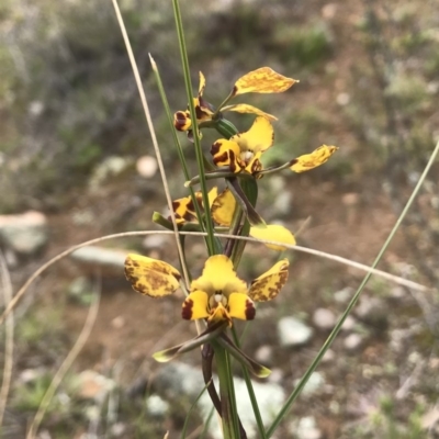 Diuris pardina (Leopard Doubletail) at Forde, ACT - 27 Sep 2020 by DGilbert