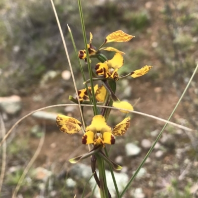 Diuris pardina (Leopard Doubletail) at Mulligans Flat - 27 Sep 2020 by DGilbert