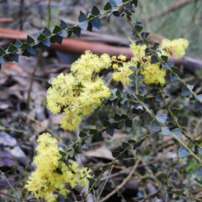 Acacia pravissima (Wedge-leaved Wattle, Ovens Wattle) at Cotter River, ACT - 26 Sep 2020 by MatthewFrawley