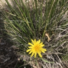 Microseris walteri (Yam Daisy, Murnong) at Forde, ACT - 27 Sep 2020 by DGilbert