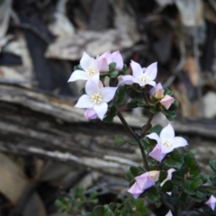 Boronia algida (Alpine Boronia) at Cotter River, ACT - 26 Sep 2020 by MatthewFrawley