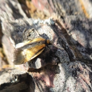 Philobota undescribed species near arabella at Yass River, NSW - 27 Sep 2020