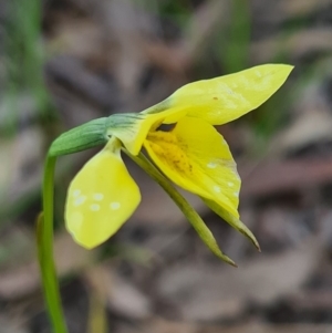 Diuris chryseopsis at Denman Prospect, ACT - suppressed