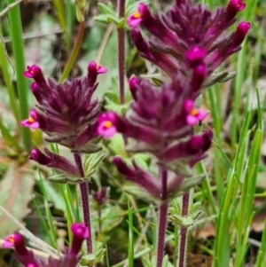 Parentucellia latifolia at Denman Prospect, ACT - 27 Sep 2020