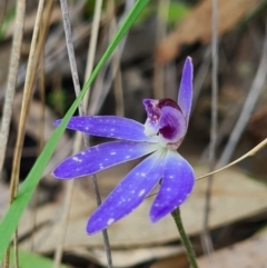 Cyanicula caerulea (Blue Fingers, Blue Fairies) at Denman Prospect, ACT - 26 Sep 2020 by AaronClausen