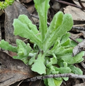 Pseudognaphalium luteoalbum at Denman Prospect, ACT - 27 Sep 2020