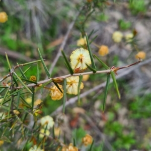 Acacia ulicifolia at Denman Prospect, ACT - 27 Sep 2020 02:18 AM