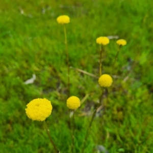 Craspedia sp. at Stromlo, ACT - 27 Sep 2020