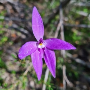 Glossodia major at Stromlo, ACT - 27 Sep 2020