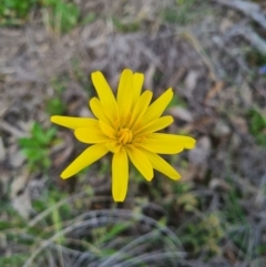 Microseris lanceolata at Piney Ridge - 27 Sep 2020 by AaronClausen