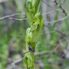 Hymenochilus cycnocephalus at Denman Prospect, ACT - 27 Sep 2020