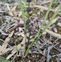 Lomandra multiflora (Many-flowered Matrush) at Denman Prospect, ACT - 27 Sep 2020 by AaronClausen