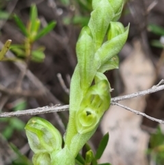 Hymenochilus cycnocephalus (Swan greenhood) at Denman Prospect, ACT - 26 Sep 2020 by AaronClausen