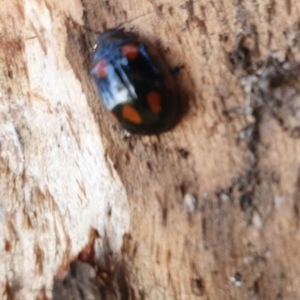 Paropsisterna octosignata at Gundaroo, NSW - 27 Sep 2020