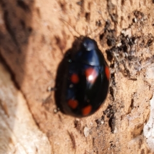 Paropsisterna octosignata at Gundaroo, NSW - 27 Sep 2020