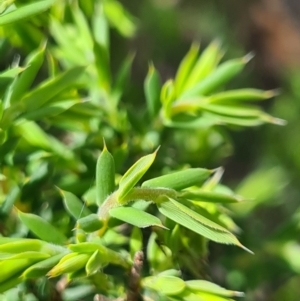 Leucopogon or Styphelia sp. at Stromlo, ACT - 27 Sep 2020