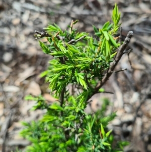 Leucopogon or Styphelia sp. at Stromlo, ACT - 27 Sep 2020