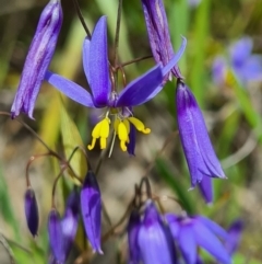 Stypandra glauca (Nodding Blue Lily) at Stromlo, ACT - 26 Sep 2020 by AaronClausen