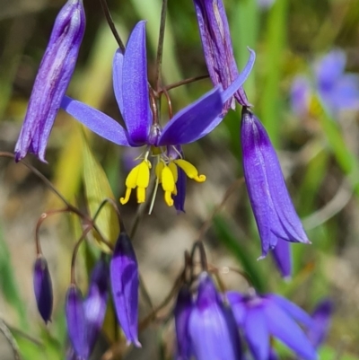 Stypandra glauca (Nodding Blue Lily) at Stromlo, ACT - 26 Sep 2020 by AaronClausen