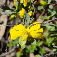 Hibbertia obtusifolia (Grey Guinea-flower) at Stromlo, ACT - 26 Sep 2020 by AaronClausen