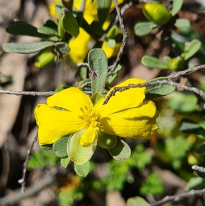 Hibbertia obtusifolia (Grey Guinea-flower) at Stromlo, ACT - 26 Sep 2020 by AaronClausen