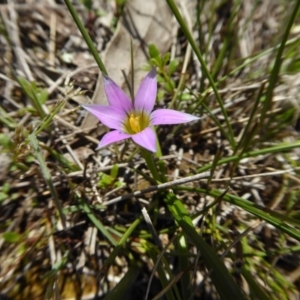 Romulea rosea var. australis at Yass River, NSW - 27 Sep 2020