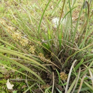 Lomandra multiflora at Kambah, ACT - 27 Sep 2020 02:42 PM