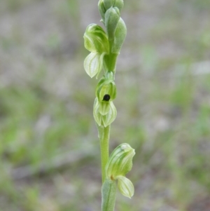 Hymenochilus bicolor (ACT) = Pterostylis bicolor (NSW) at Kambah, ACT - suppressed