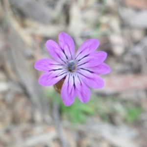 Petrorhagia nanteuilii at Stromlo, ACT - 27 Sep 2020