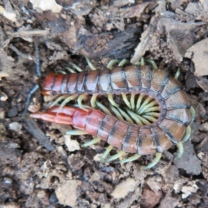 Cormocephalus aurantiipes at Stromlo, ACT - 27 Sep 2020