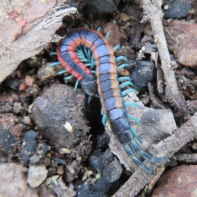 Scolopendra laeta (Giant Centipede) at Stromlo, ACT - 27 Sep 2020 by Christine