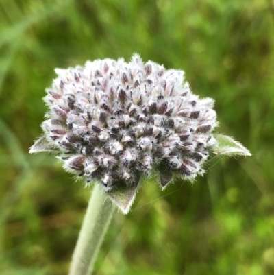 Brunonia australis (Blue Pincushion) at West Albury, NSW - 26 Sep 2020 by DamianMichael