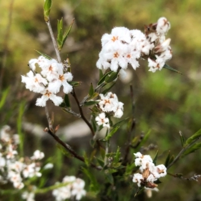 Leucopogon virgatus (Common Beard-heath) at West Albury, NSW - 26 Sep 2020 by DamianMichael