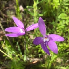 Glossodia major (Wax Lip Orchid) at Albury - 26 Sep 2020 by DamianMichael