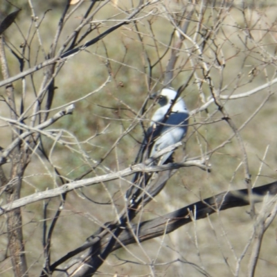 Coracina novaehollandiae (Black-faced Cuckooshrike) at Rugosa - 21 Sep 2020 by SenexRugosus