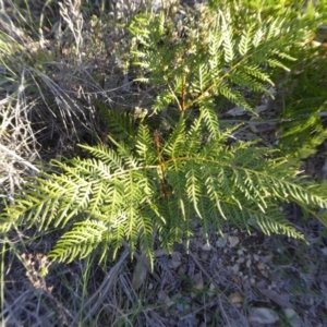 Pteridium esculentum at Yass River, NSW - 27 Sep 2020