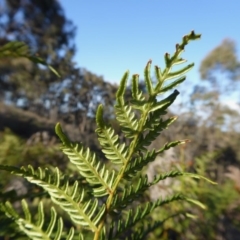 Pteridium esculentum at Yass River, NSW - 27 Sep 2020