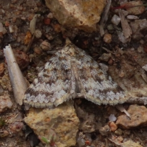 Dichromodes disputata at Theodore, ACT - 27 Sep 2020