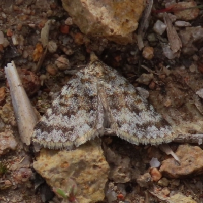 Dichromodes disputata (Scaled Heath Moth) at Theodore, ACT - 26 Sep 2020 by Owen