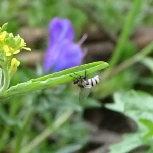 Entomophthora sp. (genus) at Jerrabomberra, ACT - 27 Sep 2020