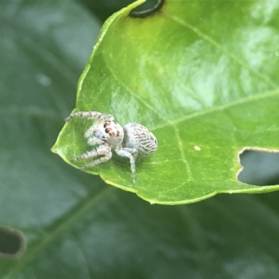 Opisthoncus sp. (genus) (Unidentified Opisthoncus jumping spider) at Berry, NSW - 27 Sep 2020 by Username279