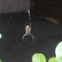 Araneidae (family) (Orb weaver) at Berry, NSW - 27 Sep 2020 by Username279