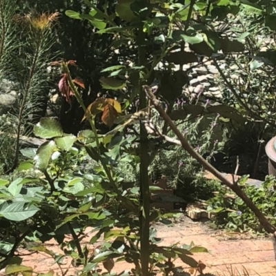 Hemicordulia tau (Tau Emerald) at Berry, NSW - 25 Sep 2020 by Username279