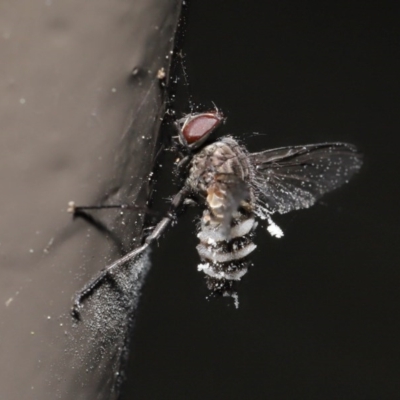 Entomophthora sp. (genus) (Puppeteer Fungus) at Acton, ACT - 27 Sep 2020 by Tim L