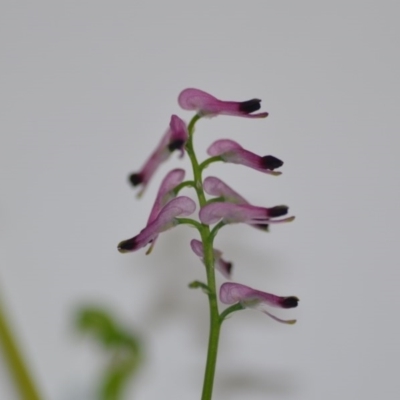 Fumaria muralis subsp. muralis (Wall Fumitory) at Wamboin, NSW - 1 Aug 2020 by natureguy