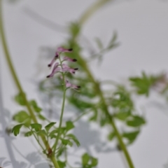 Fumaria muralis subsp. muralis at Wamboin, NSW - 1 Aug 2020