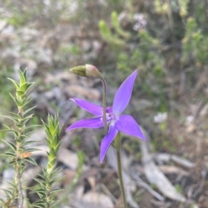 Glossodia major at Kambah, ACT - 26 Sep 2020