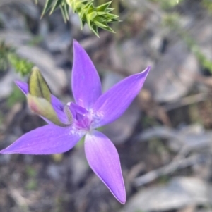 Glossodia major at Kambah, ACT - 26 Sep 2020