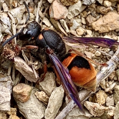 Paralastor sp. (genus) (Potter Wasp) at Mount Jerrabomberra - 10 Nov 2019 by aussiestuff