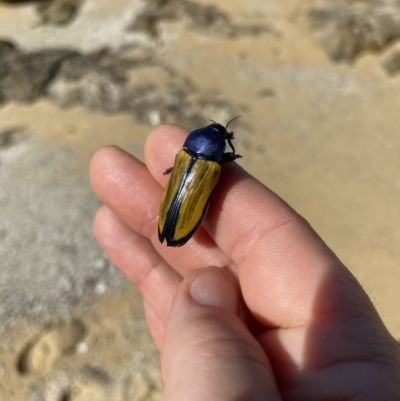 Temognatha suturalis (Boldly sutured jewel beetle) at Bermagui, NSW - 22 Apr 2020 by JackieLambert